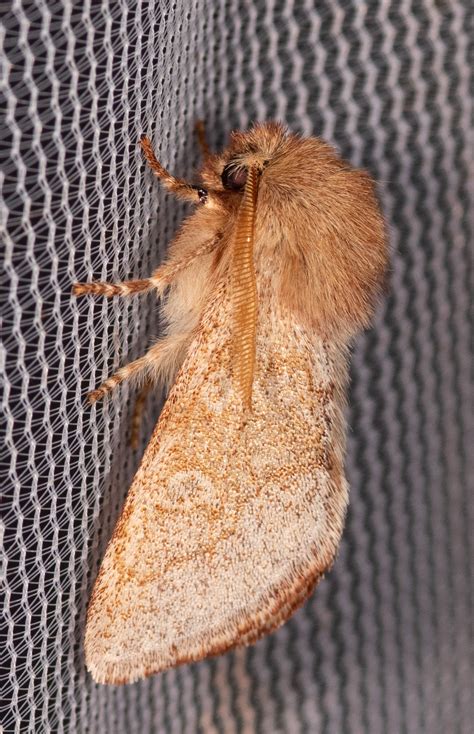About Fawn Sallow Moth - Maryland Biodiversity Project