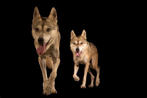 Indian Wolves (Canis lupus pallipes) - Joel Sartore