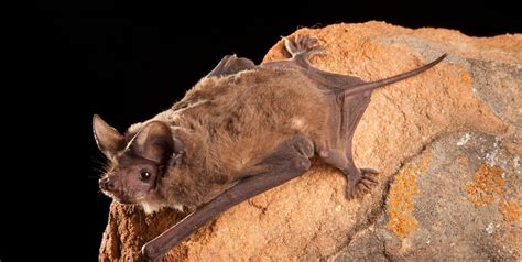 Tadarida brasiliensis - Bat Conservation International