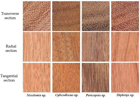 Wood Grain Identification App at Ida Barrera blog