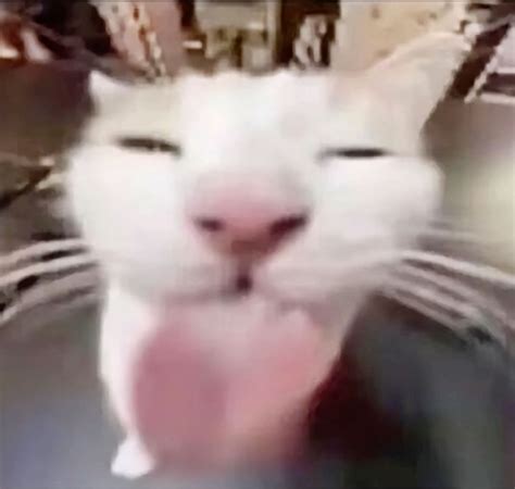 30 Cat memes ideas in 2025 | cat memes, silly cats pictures, funny ...