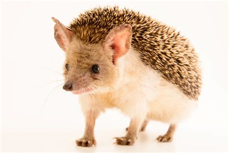 Long-Eared Hedgehog (Hemiechinus auritus) - Joel Sartore