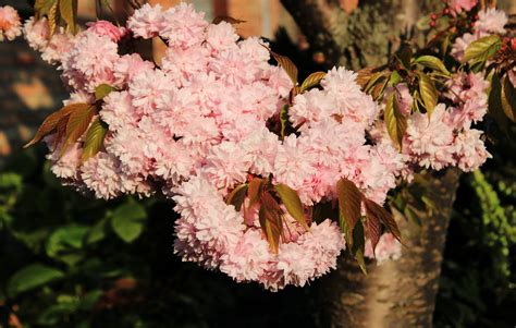 Japanese Tree Smells Like at Dean Ransford blog