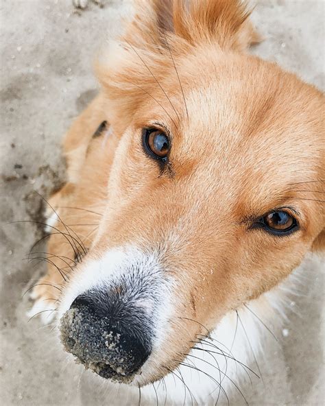 Why do dogs have wet noses? — Woofpurnay Veterinary Hospital ...