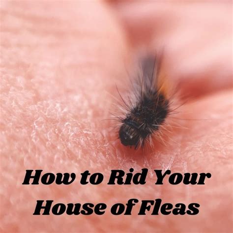 Fleas On Hard Floors