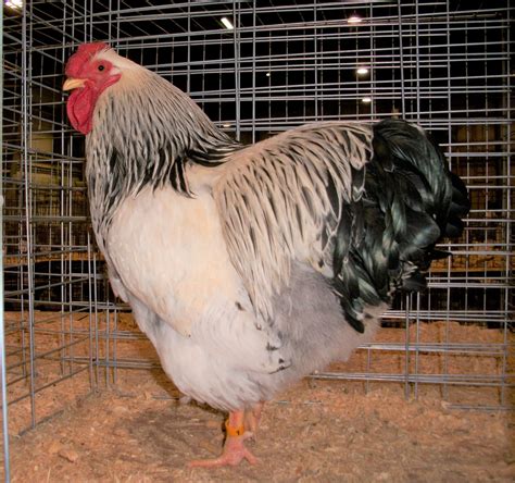 Columbian Wyandotte - Baby Chicks for Sale | Cackle Hatchery®