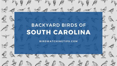 Popular Backyard Birds of South Carolina (With Pictures) - Birdwatching ...
