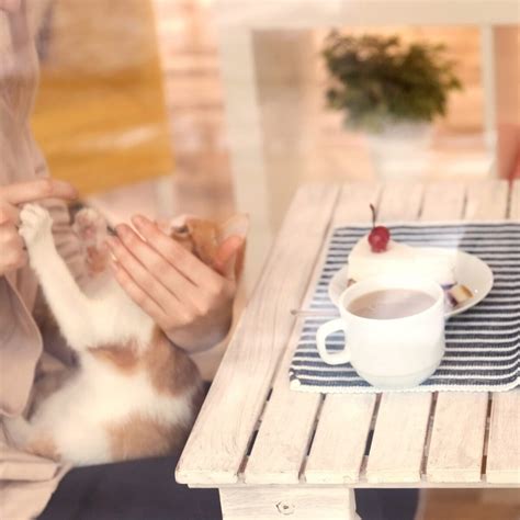 25+ Cat Cafes To Visit Around The United States