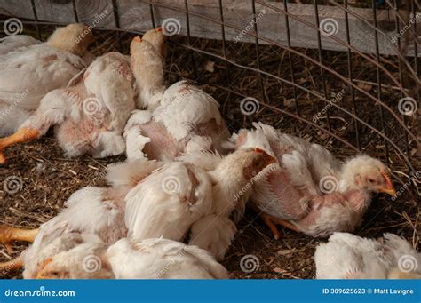A Group of Baby White Rock Chickens Cuddling Together Stock Image ...