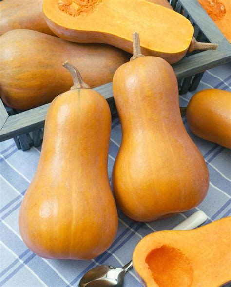 Honeynut Winter Squash - Victory Seed Company