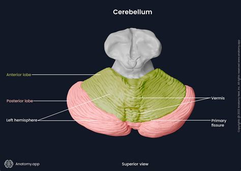 Brain | Encyclopedia | Anatomy.app | Learn anatomy | 3D models ...