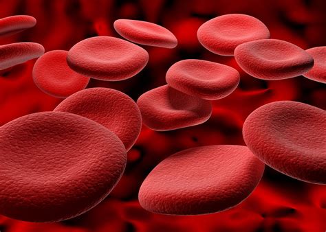 Blood | Definition, Composition, Functions, & Facts | Britannica