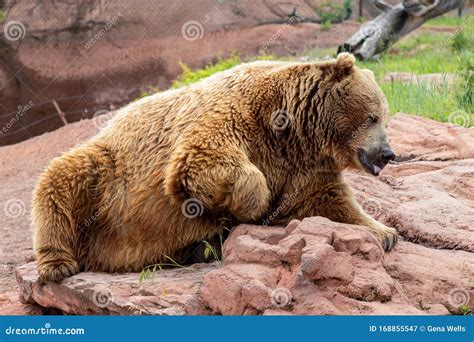 Bear Country South Dakota stock image. Image of closeup - 168855547