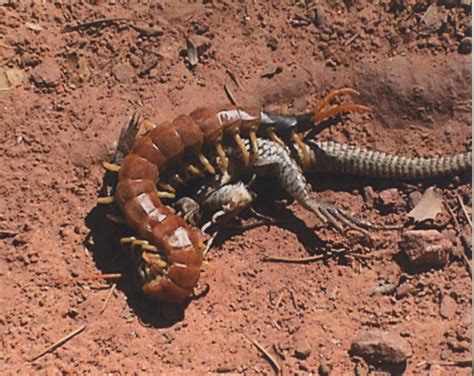 Giant Desert Centipede Eating