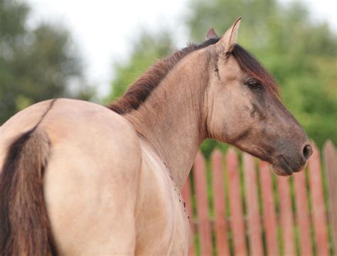 Quarter Horse Red Dun
