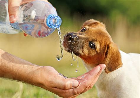 What Are The Symptoms Of Dehydration In A Dog