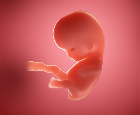 Flushed Face 8 Weeks Pregnant at Kathaleen Velasquez blog