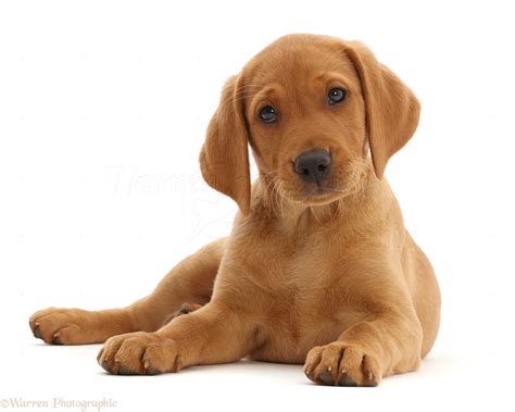 How Much Are Red Labrador Puppies - Vet Advises
