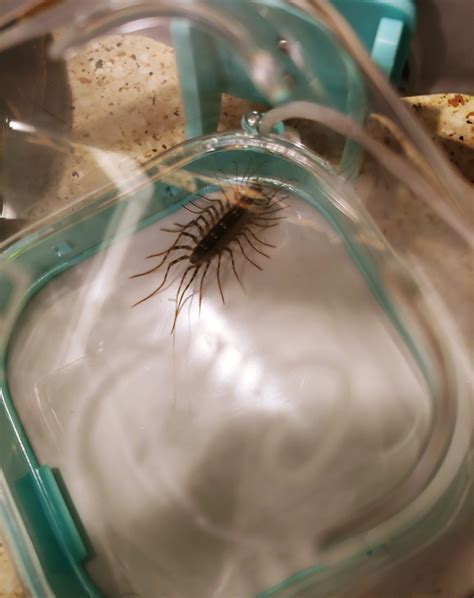 Cup-a-Bug! | Huge thanks to Shark Tank for re-airing my pitch tonight at 8PM ET/PT on ABC! To ...