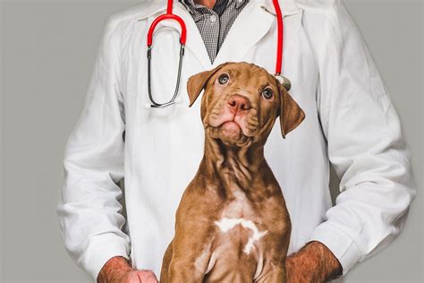 Cedar Animal Hospital Job Posting