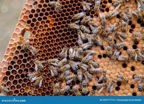 Working Bees in a Hive on Honeycomb. Bees Inside Hive with Sealed and ...
