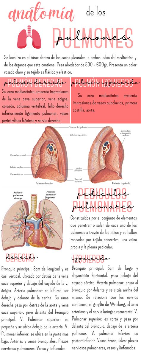 Anatomía de los Pulmones - anatomía PULMONES Bronquio principal: 5cm de ...