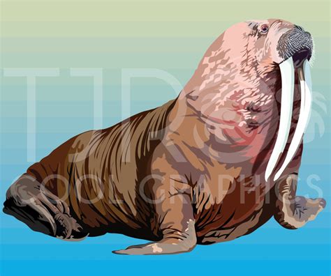 Seals Clip Art Animals Clipart Ocean Clipart SVG Clipart - Etsy