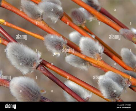 Pussy willow branches with background on the branches of trees in ...