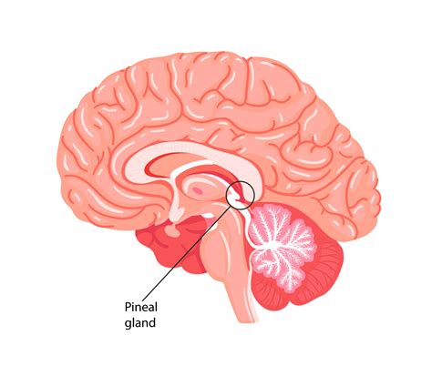Pineal Gland Anatomy Overview Gross Anatomy Microscop - vrogue.co