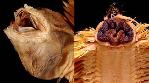 Live Science - See what's buzzing on Live Science in your native language
