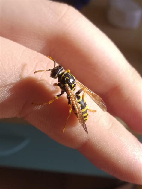 Queen Paper Wasp