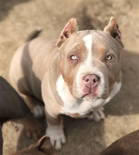 Tri Color Fawn Pitbulls