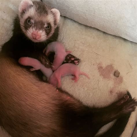 190 funny cute and cool ferret names – Artofit