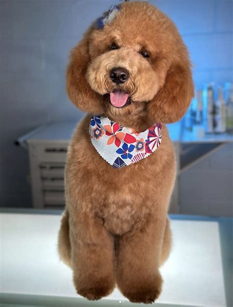 Toy Poodle Teddy Bear Haircut