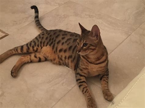 What is a F1 & F2 Savannah Cat? — F1 Savannah Cat Breeder