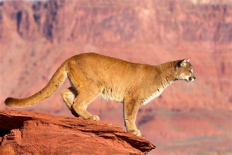 Can You Have a Pet Mountain Lion? Laws, Costs & Safety Guide