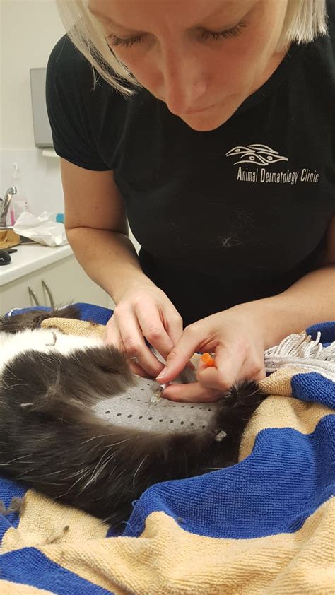Cat Allergies and Skin Treatments — Animal Dermatology Clinic