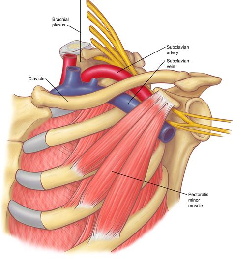 Anatomy of the Thoracic Outlet - Thoracic Surgery Clinics