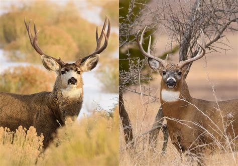 Mule Deer vs. Whitetails: How to Tell Them Apart - hoptraveler