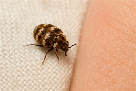 Carpet Beetle Bites: 9 Facts, Symptoms & Prevention (2025)