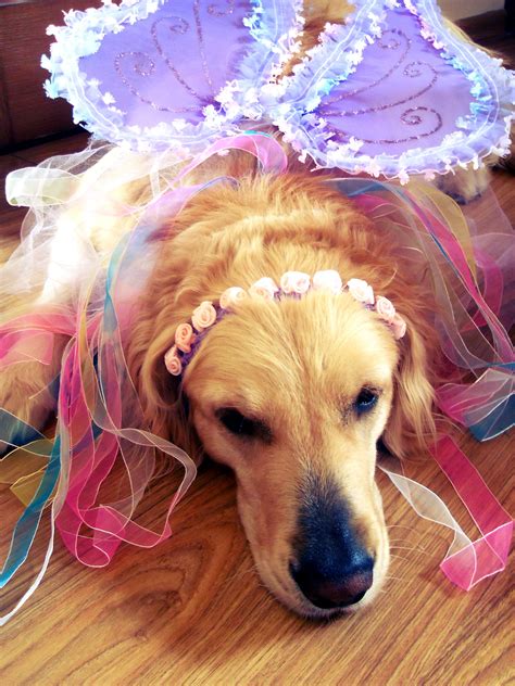 Amazon Golden Retriever Costume at Stanley Urbina blog