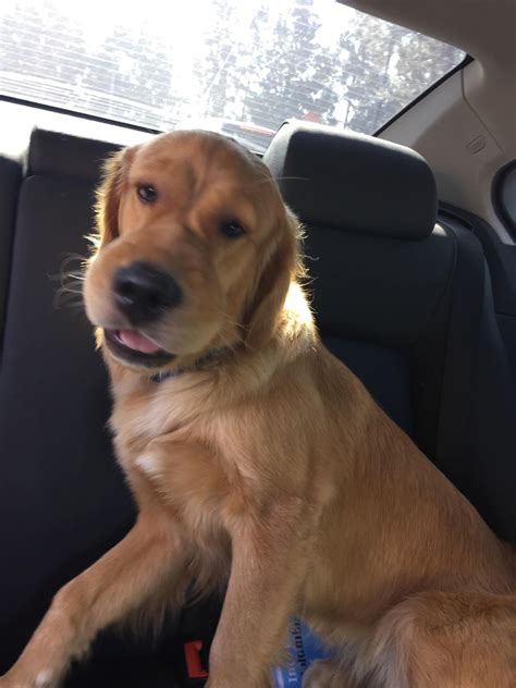 Pin by 😝 on idek | Dog bee sting, Bee dog, Can't stop laughing