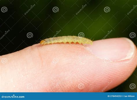 Small Green Caterpillar Crawling on a Finger Tip Stock Image - Image of ...