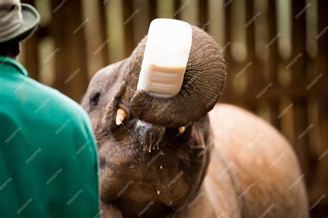 Premium Photo | African elephant calf in a zoo in nairobi national park ...