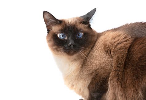 General 4 — Austin Siamese Rescue