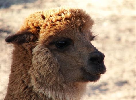 Spanish Words Adopted Into English