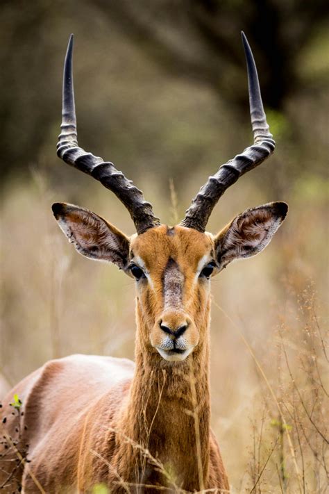 Antelope vs. Gazelle - What's the Difference? | This vs. That