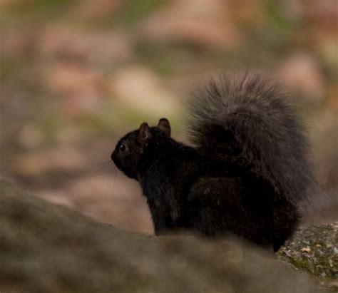 Black Squirrel Life Span