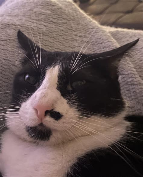 airplane ears : r/cats