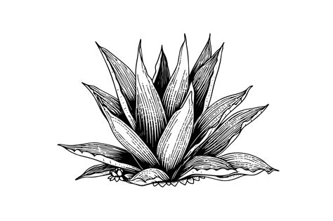 Premium Vector | Blue agave ink sketch tequila ingredient vector ...